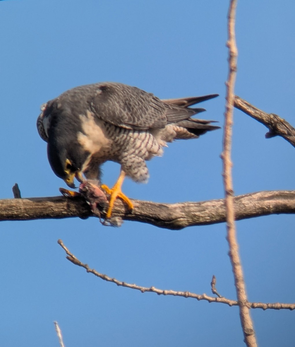 Peregrine Falcon - ML645464990