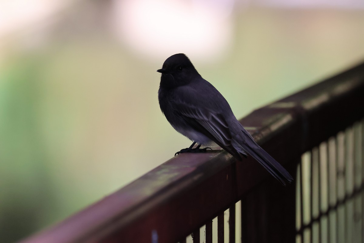 Black Phoebe - ML645464991