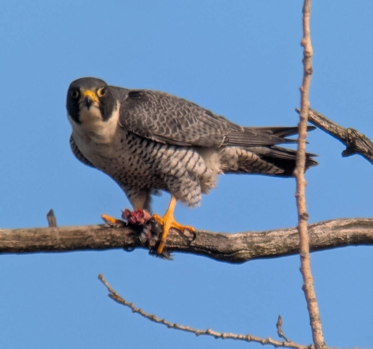 Peregrine Falcon - ML645465001