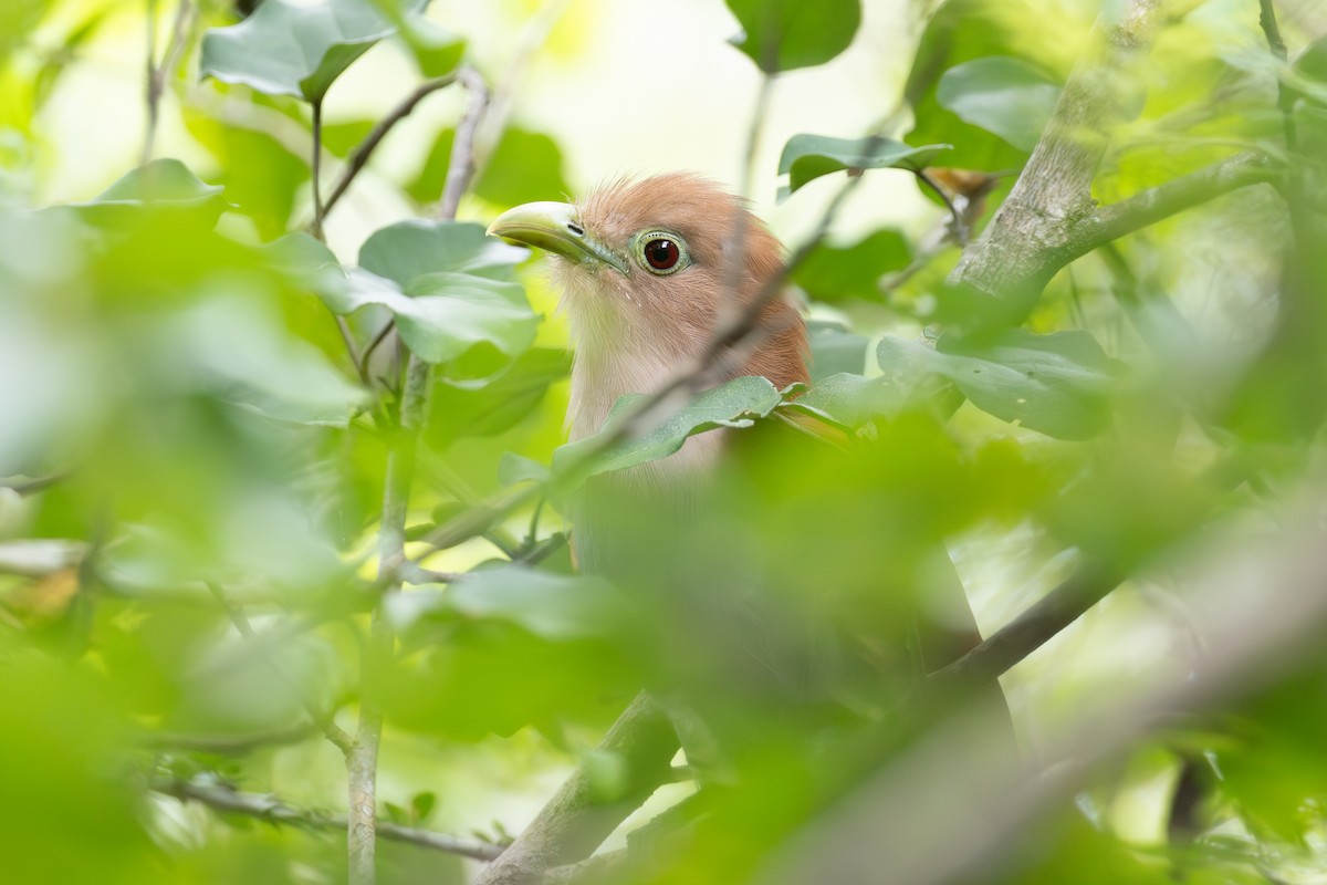 Common Squirrel-Cuckoo - ML645465005