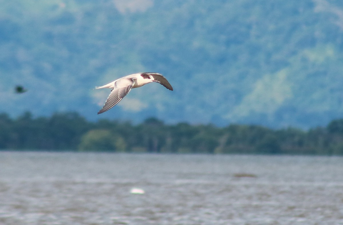 rybák obecný - ML645465009