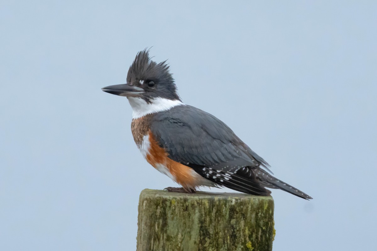 שלדג אמריקני - ML645465011