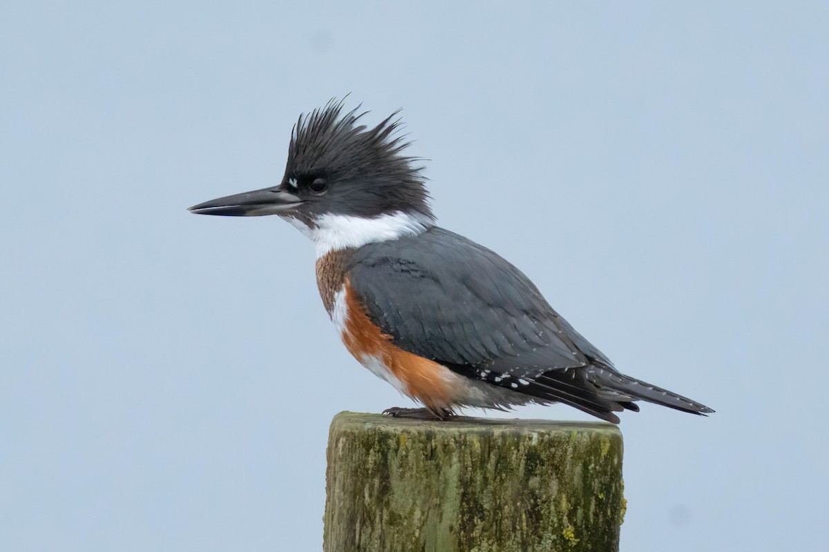שלדג אמריקני - ML645465012