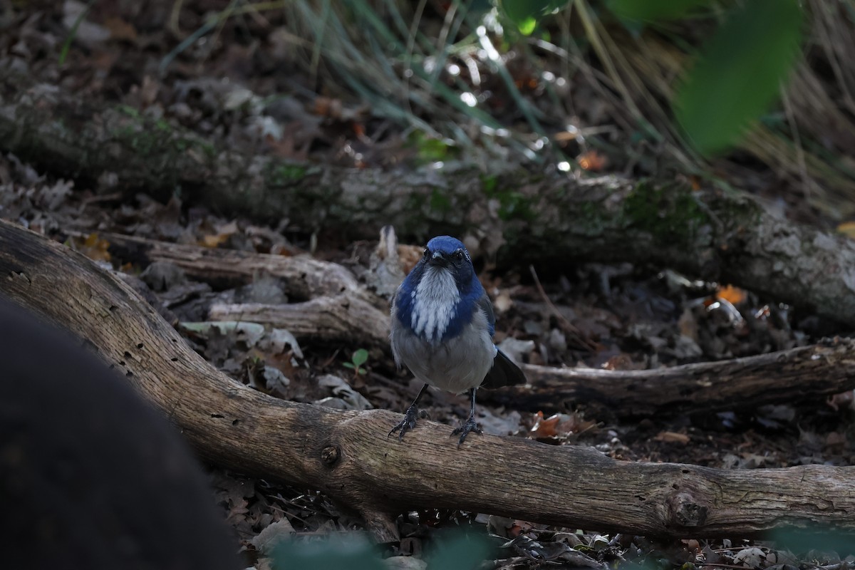 California Scrub-Jay - ML645465013