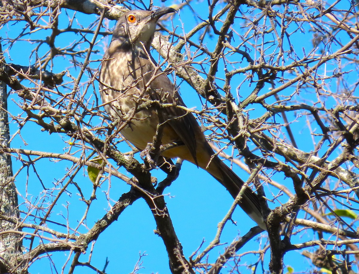 Curve-billed Thrasher - ML645465017