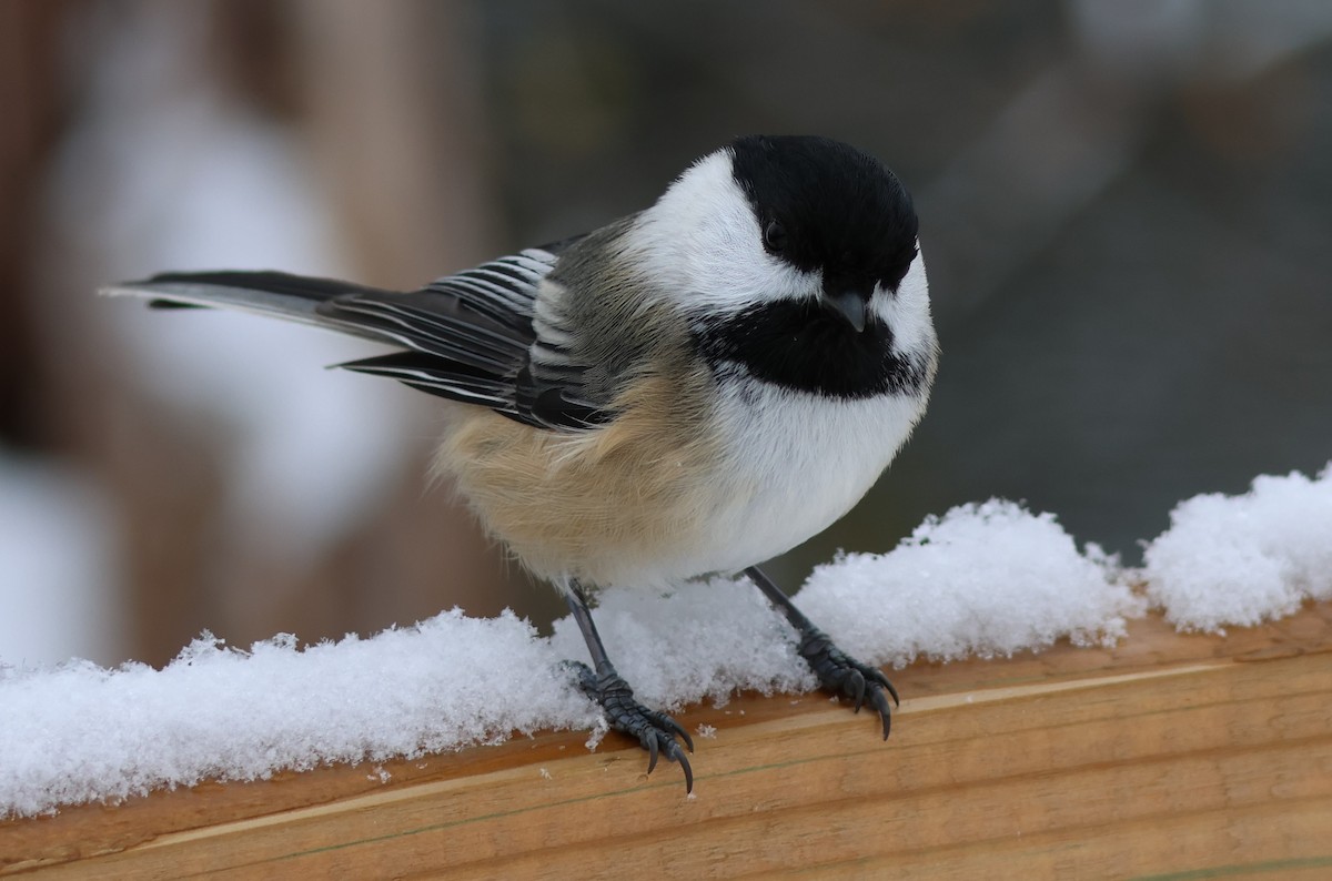 Black-capped Chickadee - ML645465020