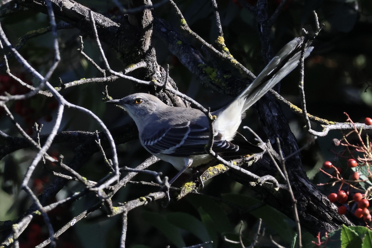 Northern Mockingbird - ML645465022