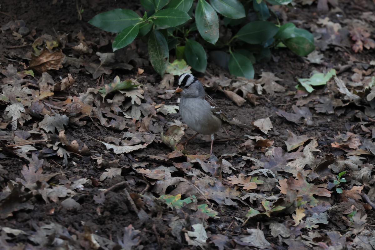 White-crowned Sparrow - ML645465027