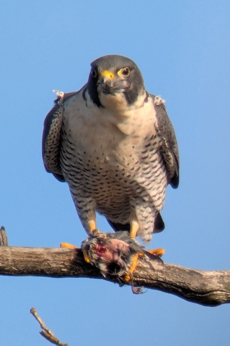 Peregrine Falcon - ML645465029