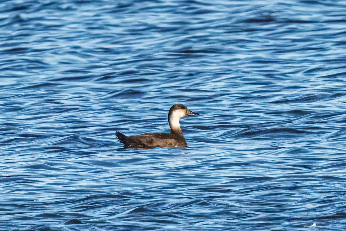 ヨーロッパクロガモ - ML645465030