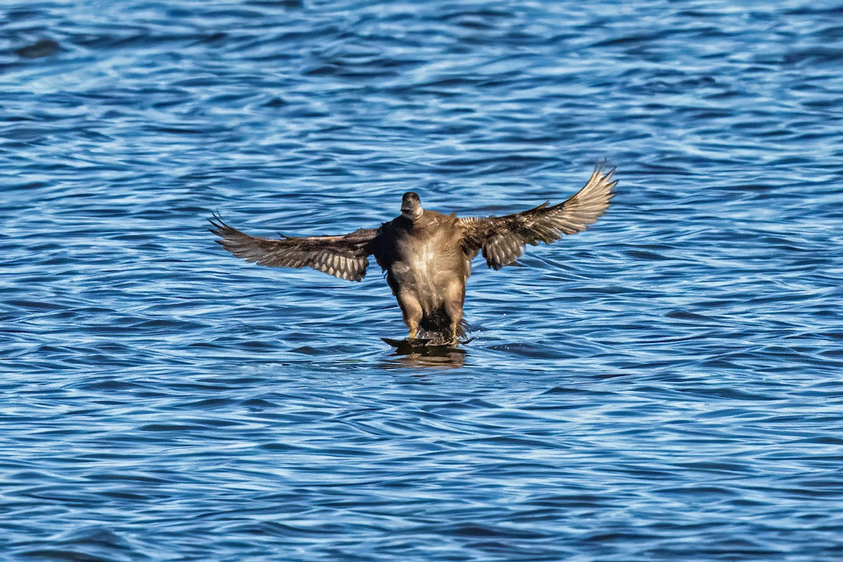 ヨーロッパクロガモ - ML645465033