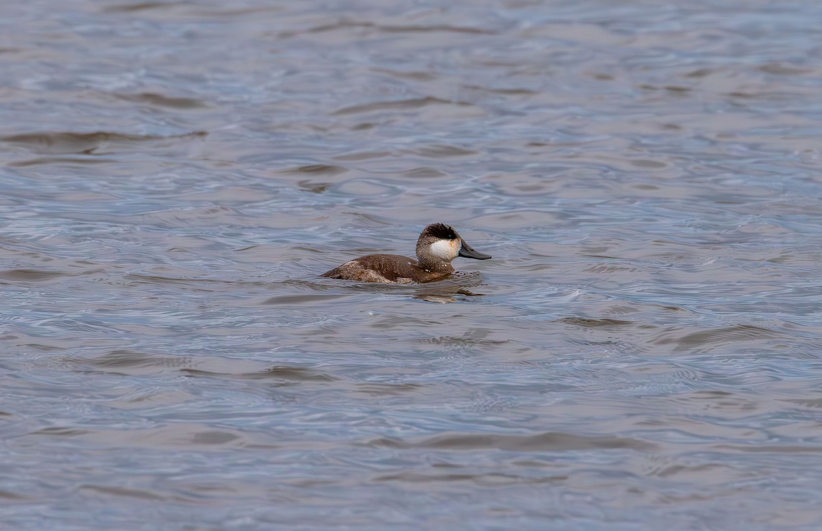 Савка американська - ML645465034