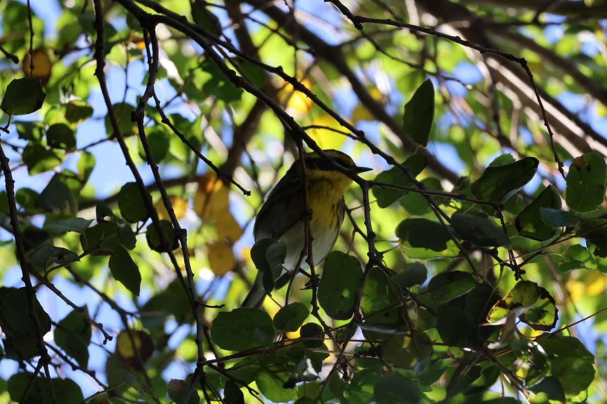 Townsend's Warbler - ML645465035