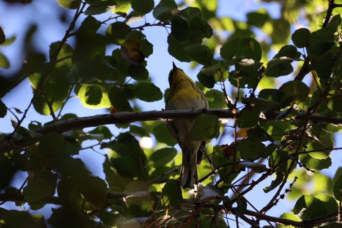 Townsend's Warbler - ML645465036