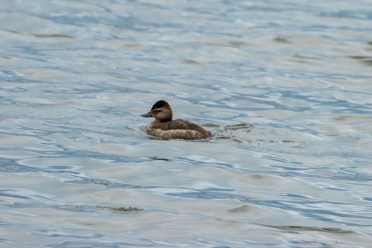 Савка американська - ML645465038