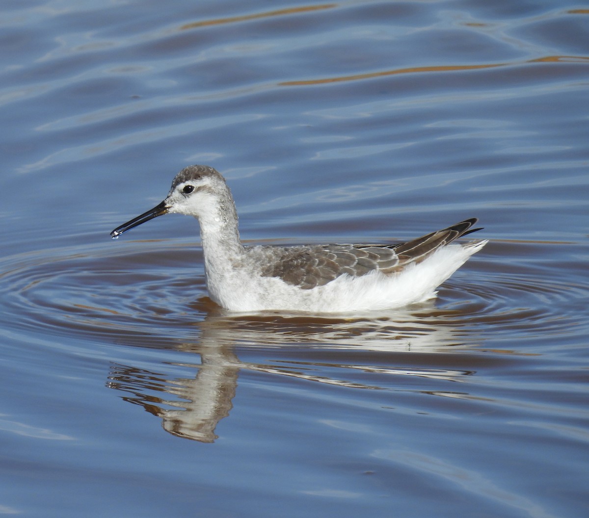 Wilson mendebal-txoria - ML645465039