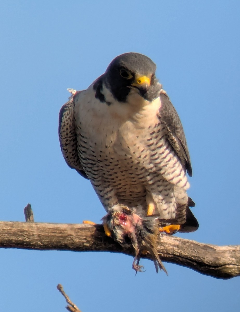 Peregrine Falcon - ML645465040