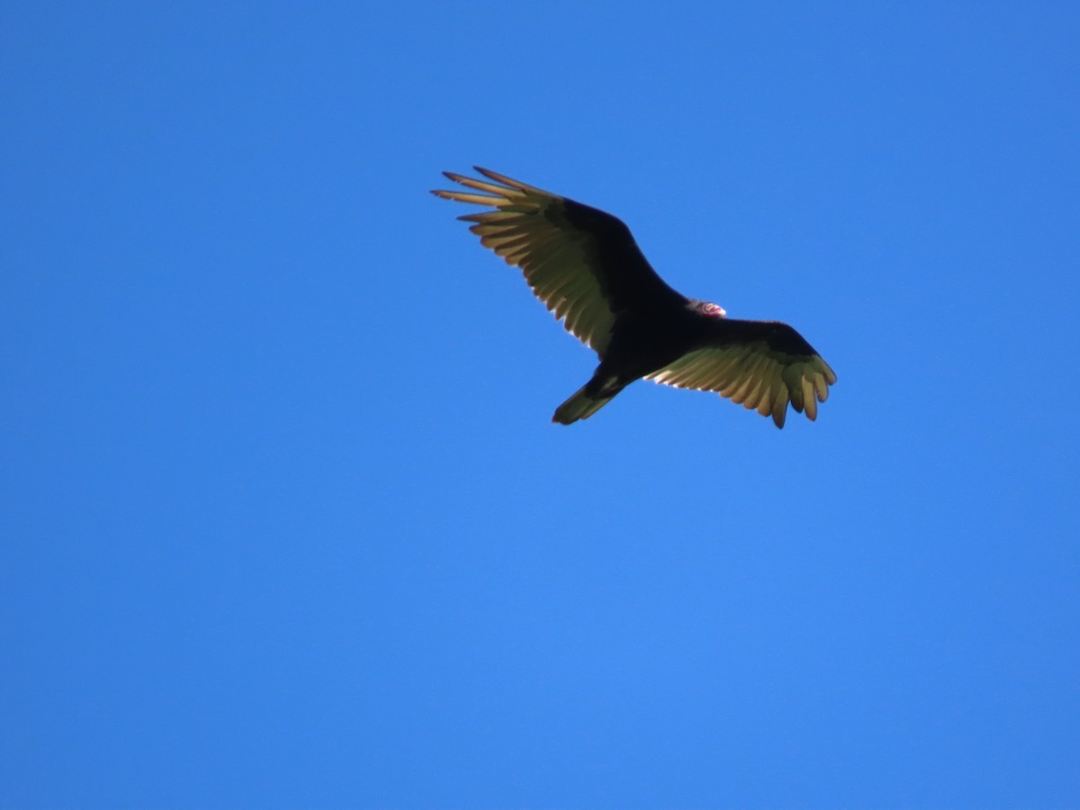 Turkey Vulture - ML645465042