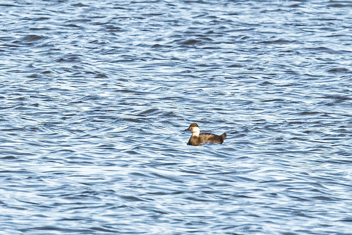 ヨーロッパクロガモ - ML645465043