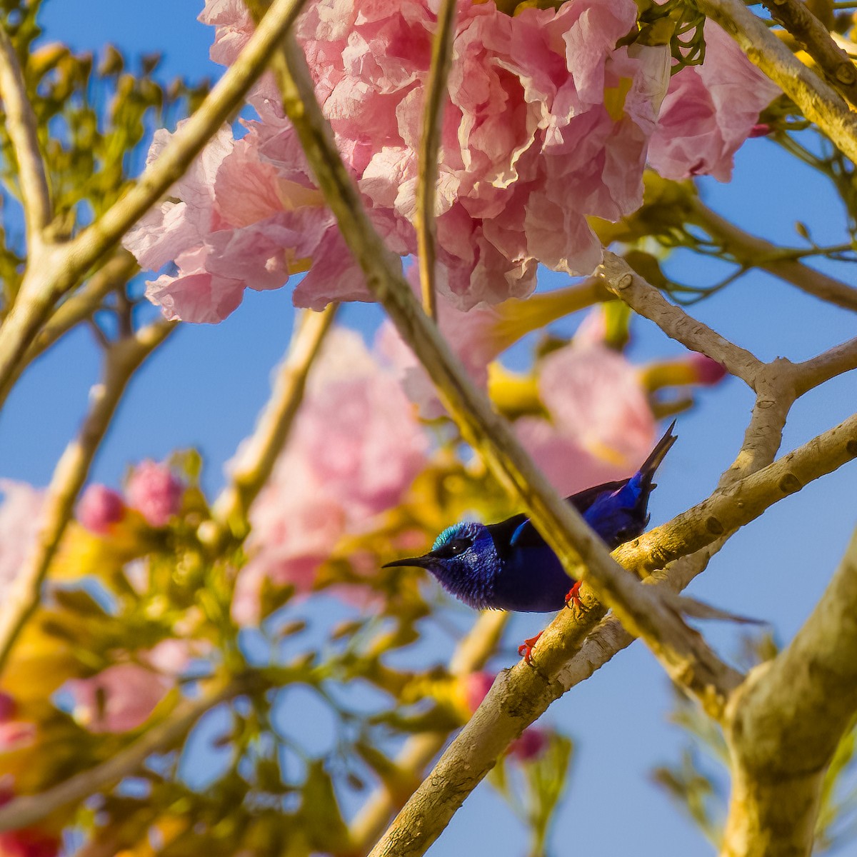 Red-legged Honeycreeper - ML645465051