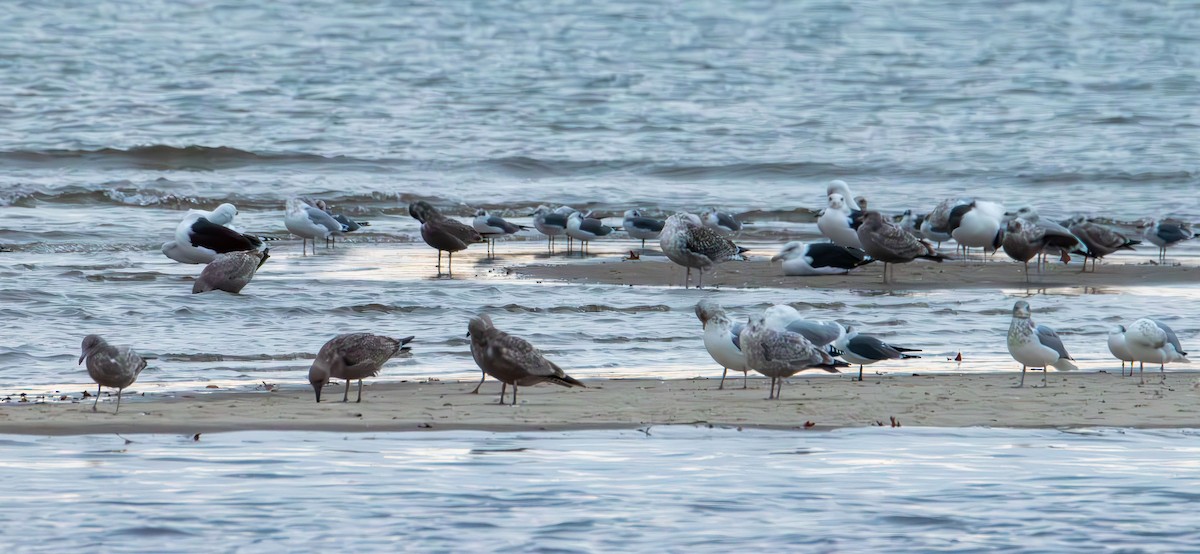 Мартиновий sp. - ML645465052