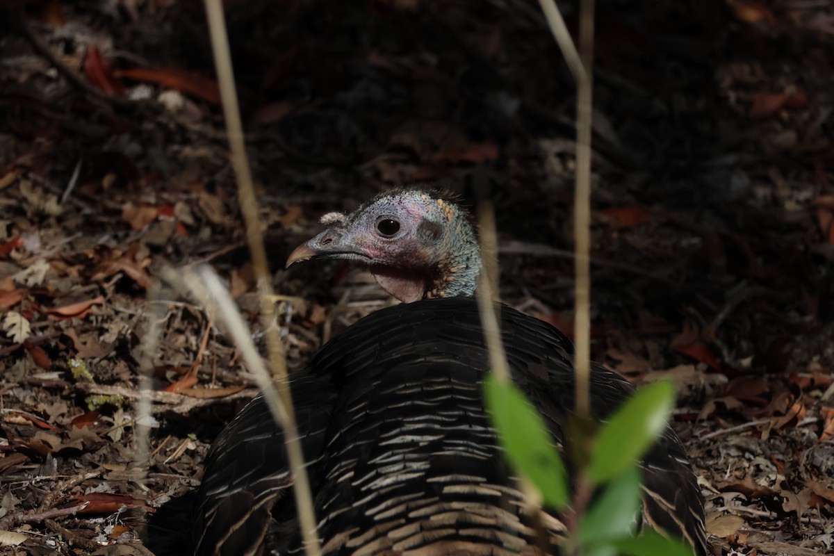 Wild Turkey - ML645465053