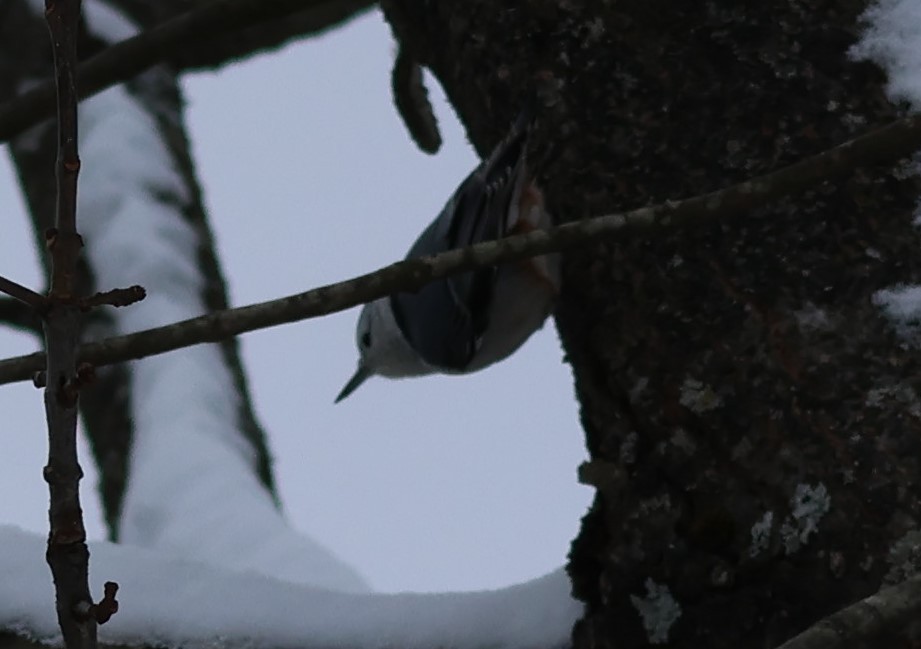 White-breasted Nuthatch - ML645465060