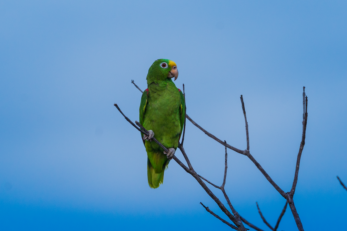 amazoňan žlutohlavý - ML645465062