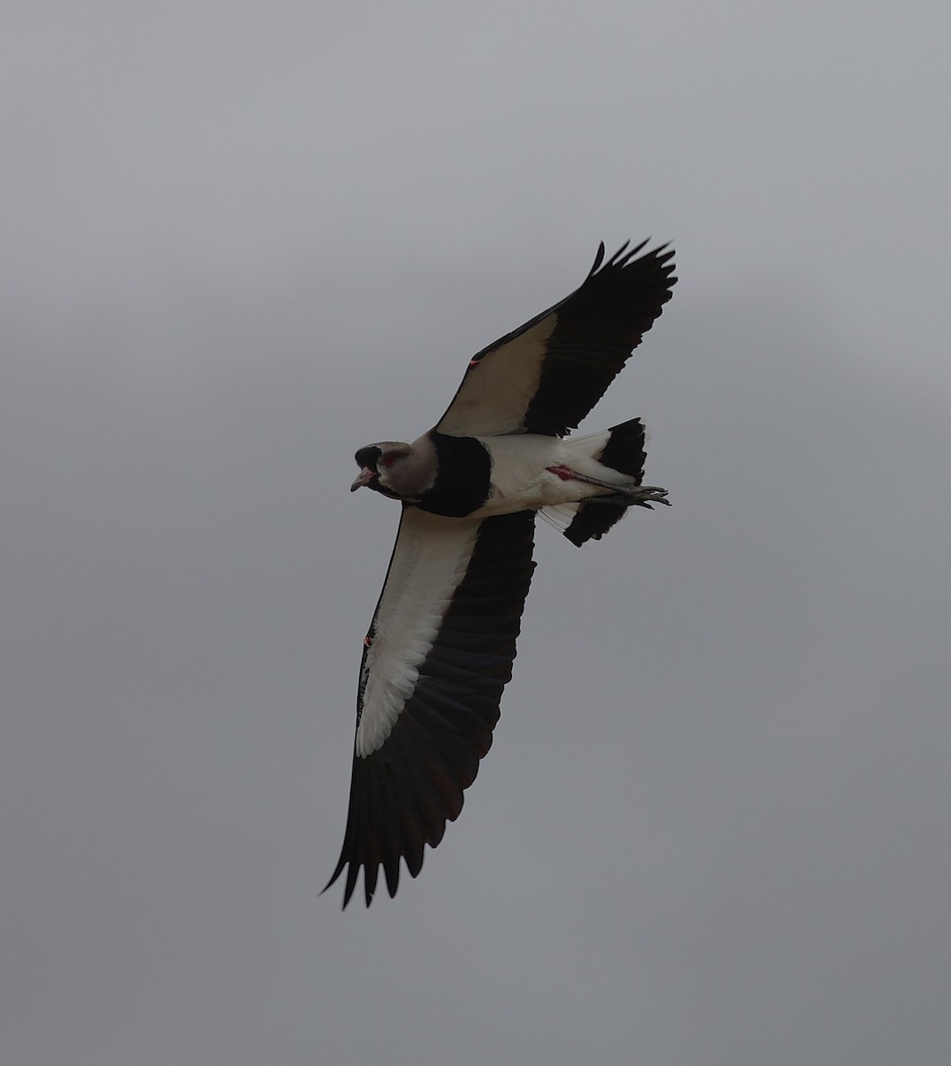 Southern Lapwing - ML645465063