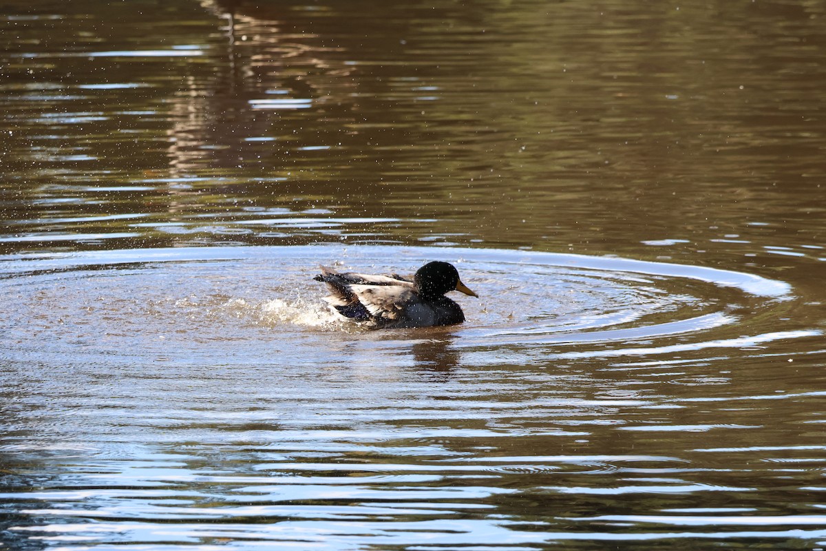 Mallard - ML645465067