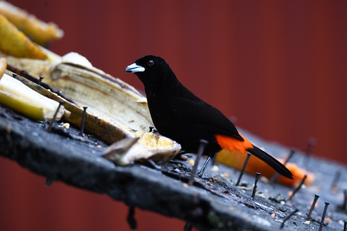 Scarlet-rumped Tanager - ML645465069