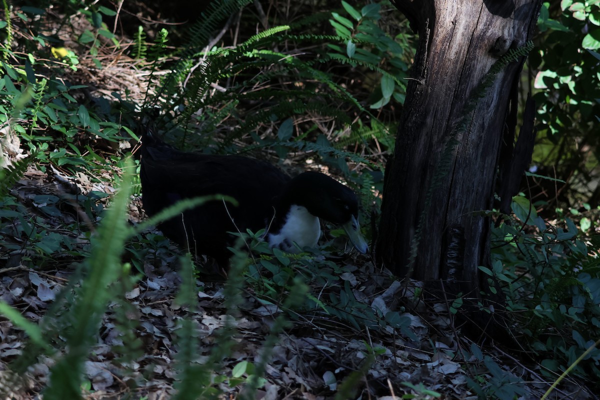 Mallard (Domestic type) - ML645465073