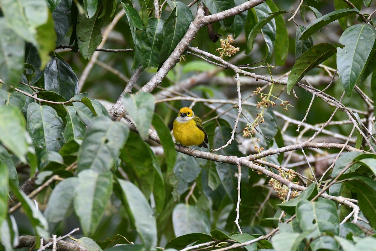 Silver-throated Tanager - ML645465094