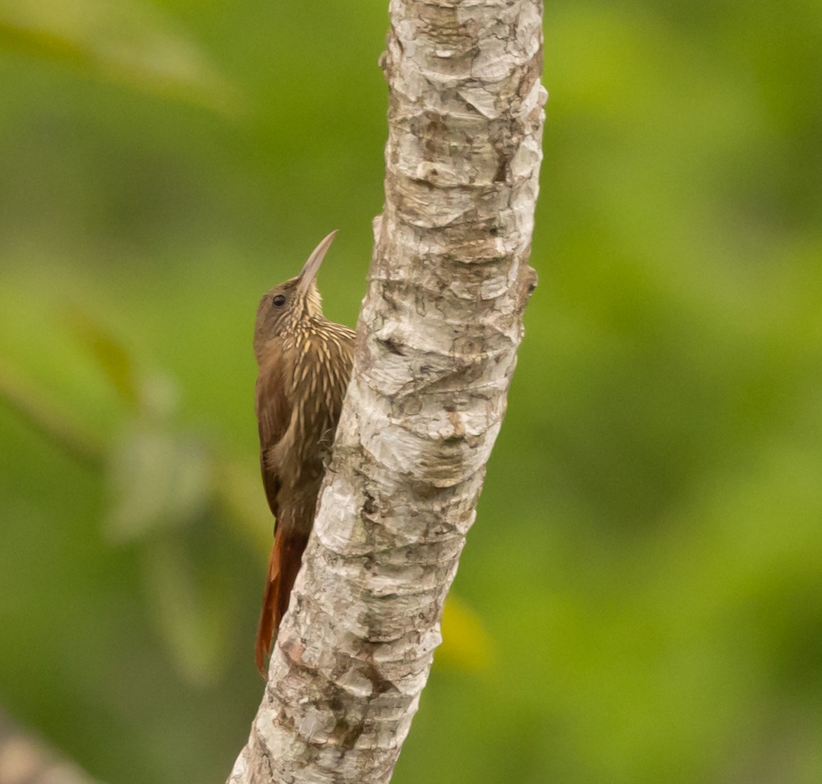 Duida Woodcreeper - ML645465095