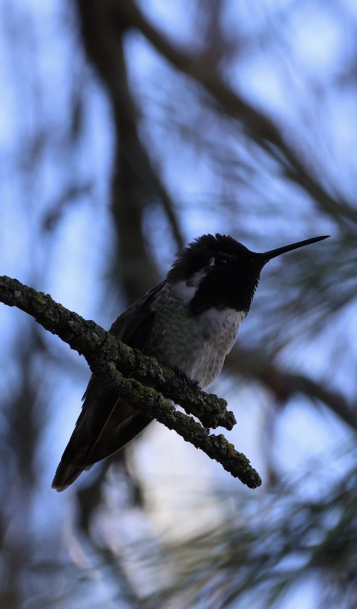 Anna's Hummingbird - ML645465096