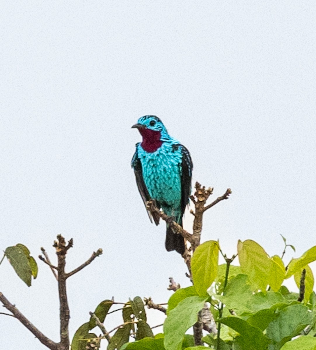 Spangled Cotinga - ML645465108