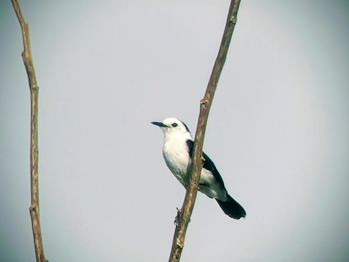 Moucherolle pie - ML645465109