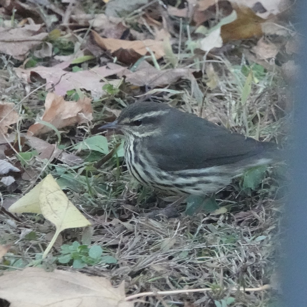Northern Waterthrush - ML645465114