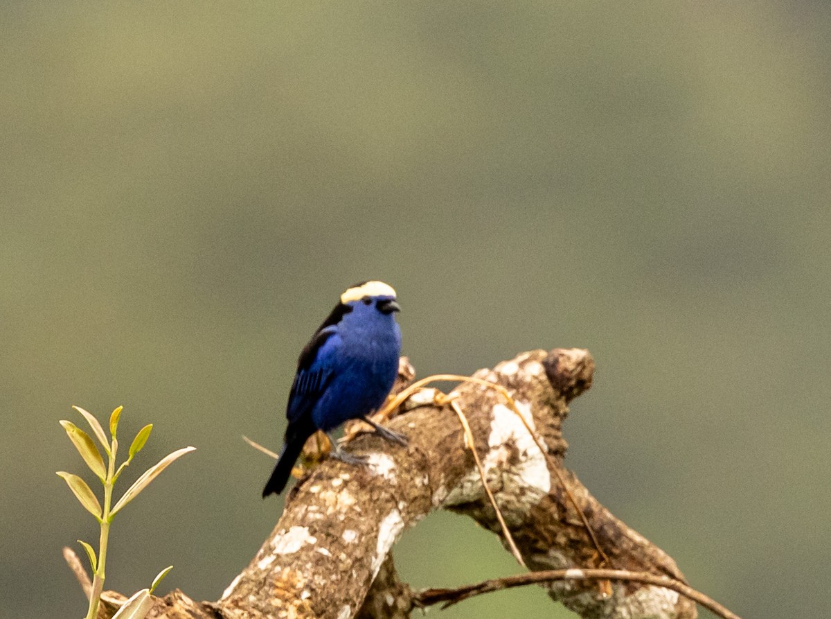 Opal-crowned Tanager - ML645465119