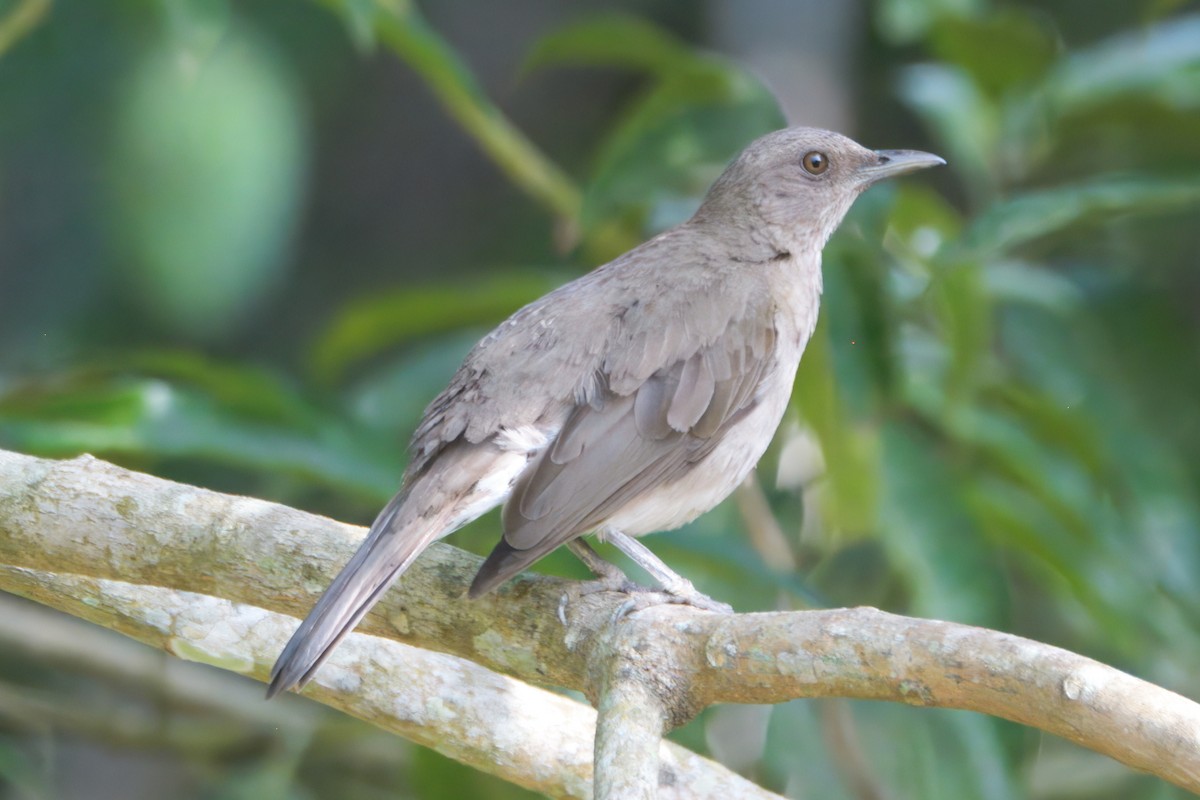 Zorzal Piquinegro - ML645465129