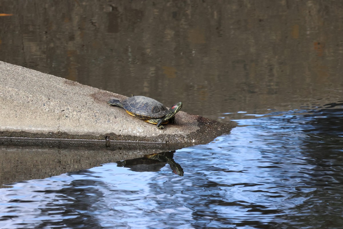 Red-eared Slider - ML645465134