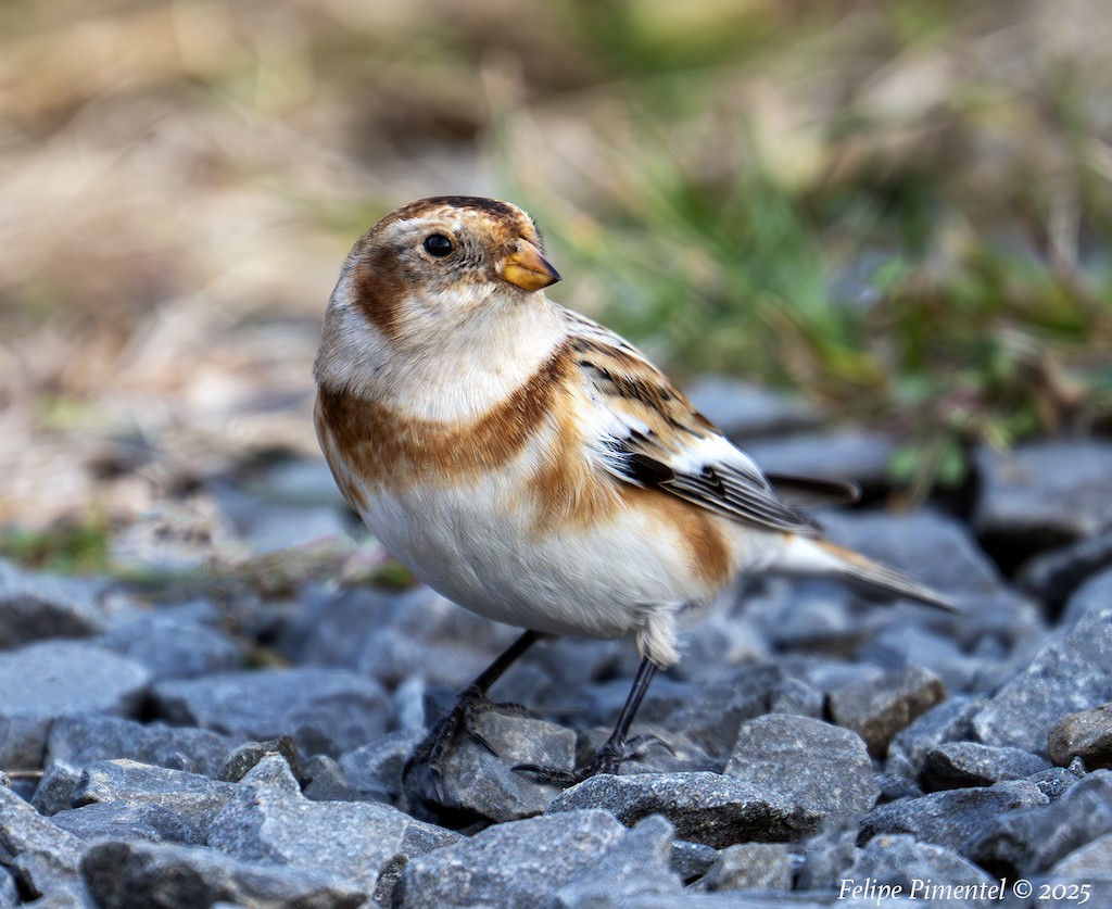 Snow Bunting - ML645465141