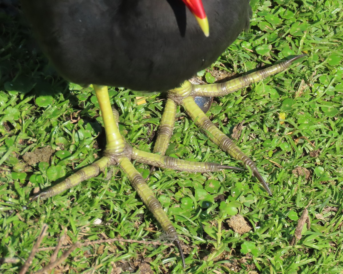 Amerika Sutavuğu - ML645465153