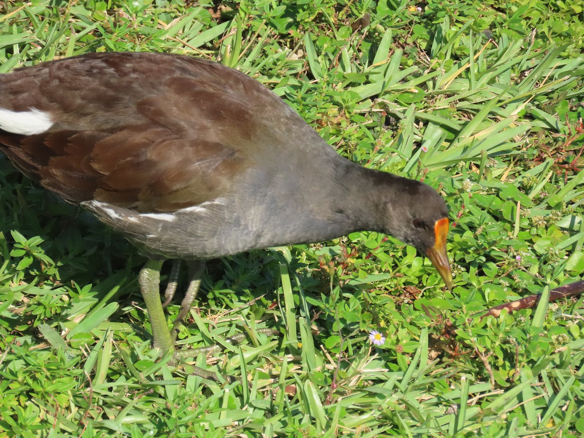 Amerika Sutavuğu - ML645465155