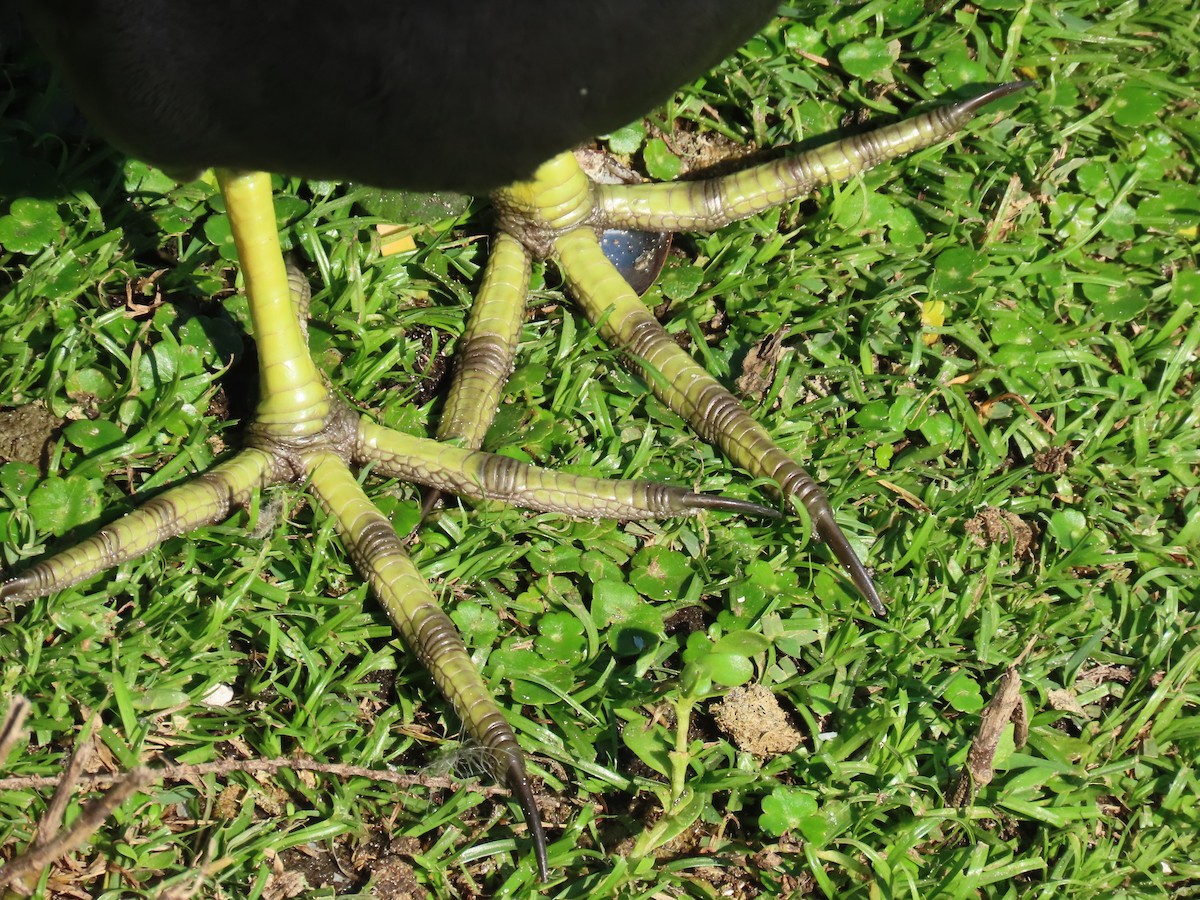 Amerika Sutavuğu - ML645465156