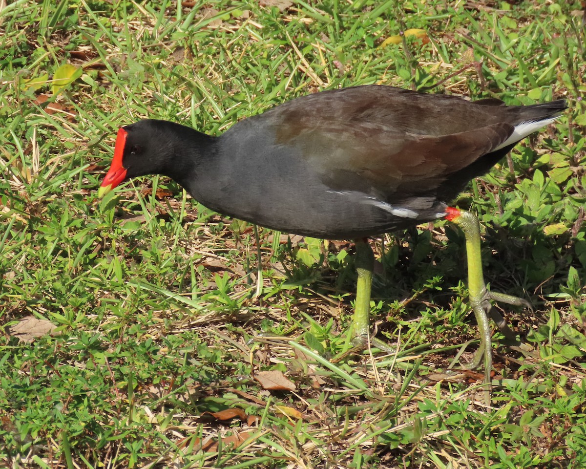 Amerika Sutavuğu - ML645465157