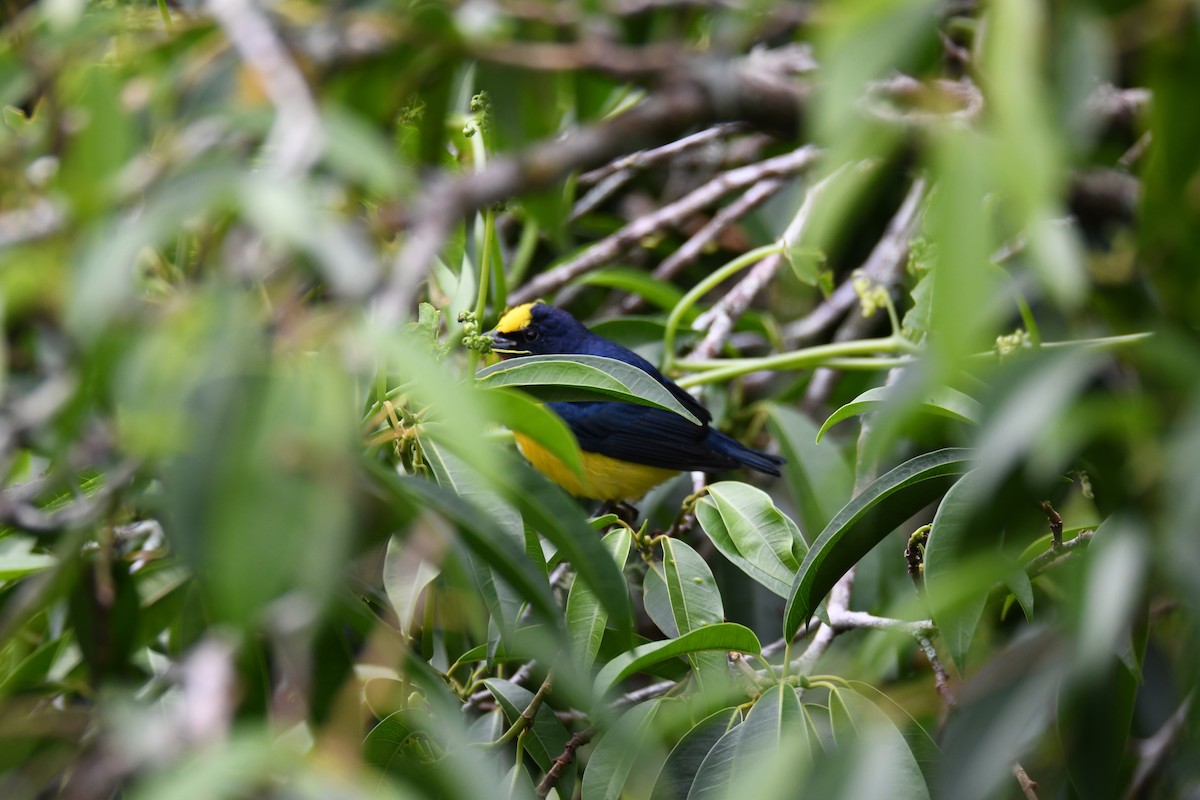 libohlásek tlustozobý - ML645465175