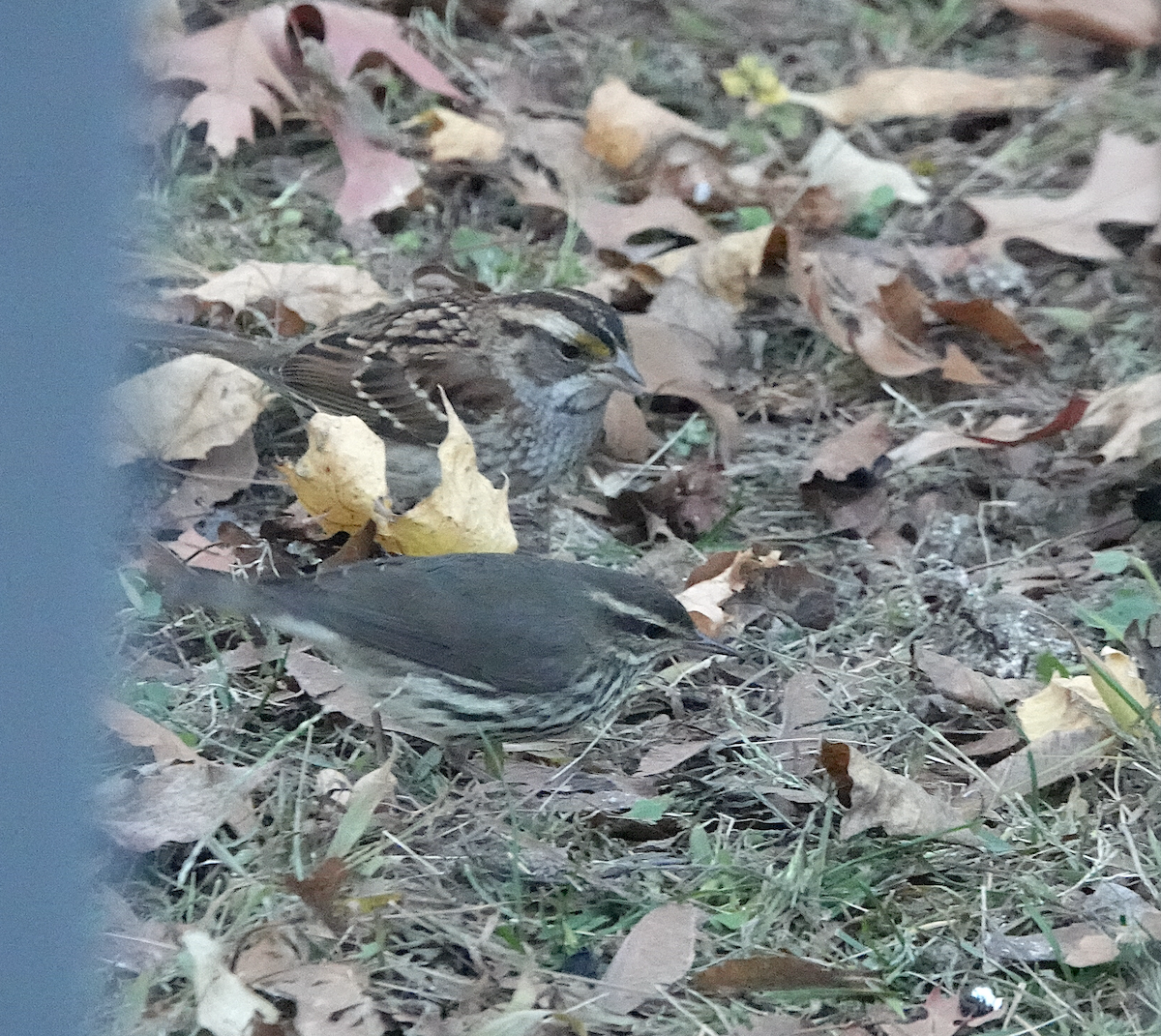 Northern Waterthrush - ML645465177