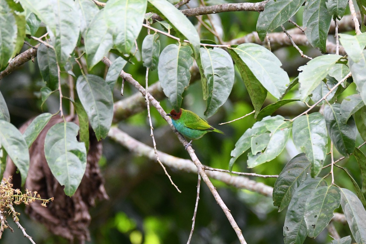 Bay-headed Tanager - ML645465193