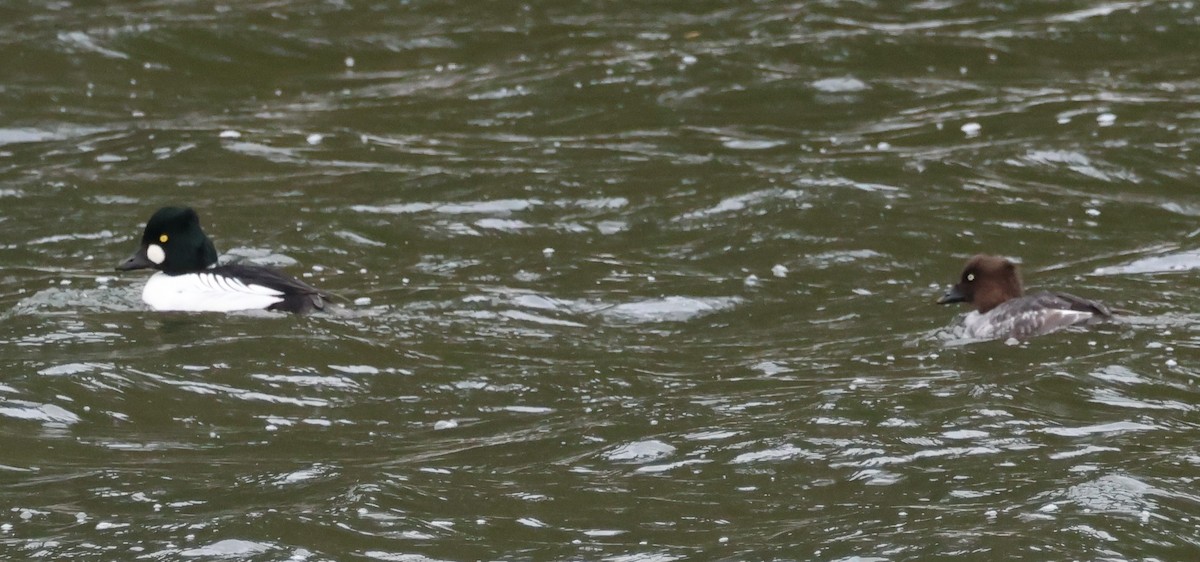 Common Goldeneye - ML645465194